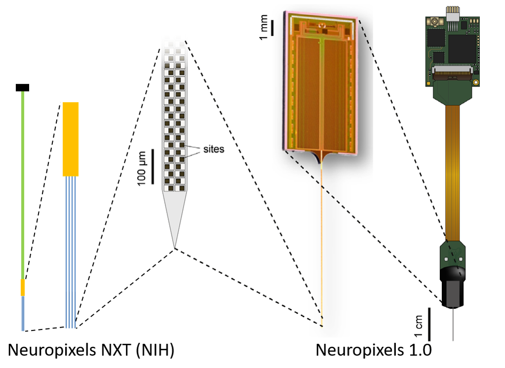 Official Neuropixels NXT schematic with four shanks, enlarged site layout, and comparison against a Neuropixels 1.0 probe.