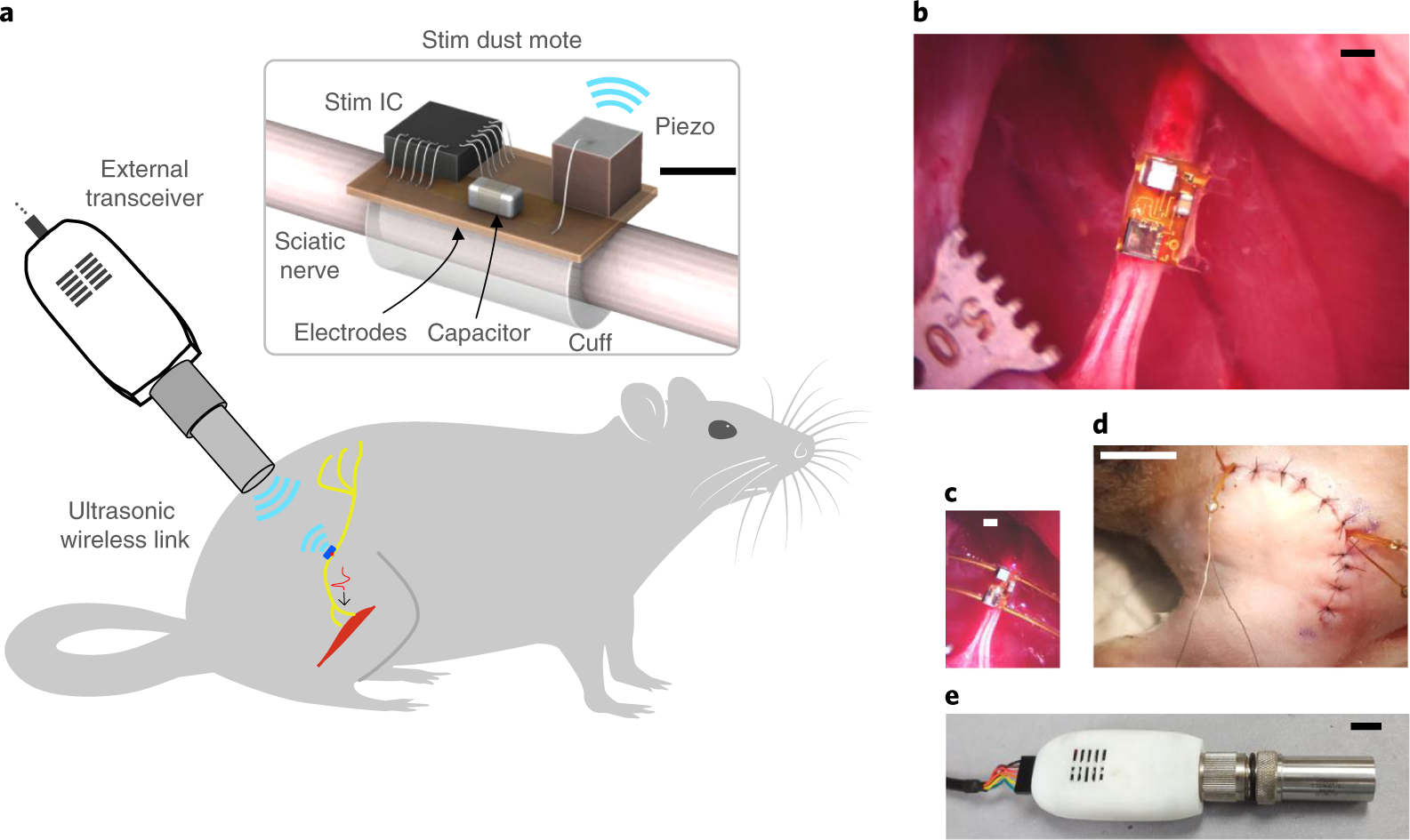 StimDust source figure showing a stimulating mote attached to a rat sciatic nerve, cuff/electrode architecture and the ultrasonic transceiver.