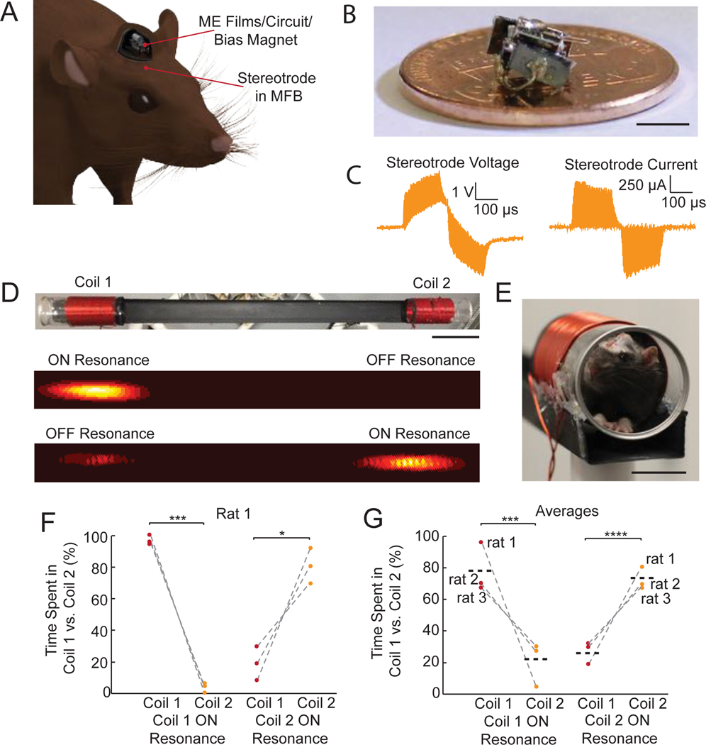 Fully implanted two-film PZT stimulator shown on a coin and diagrammed under rat skin with an MFB stereotrode.