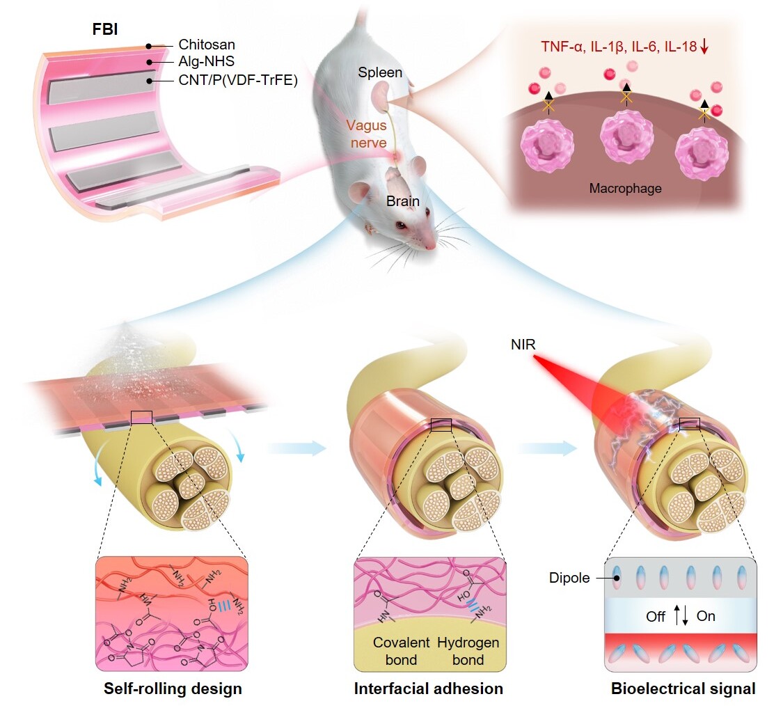 SIAT schematic showing ferroelectric stripes on a hydrogel cuff, self-rolling around vagus nerve and near-infrared activation.
