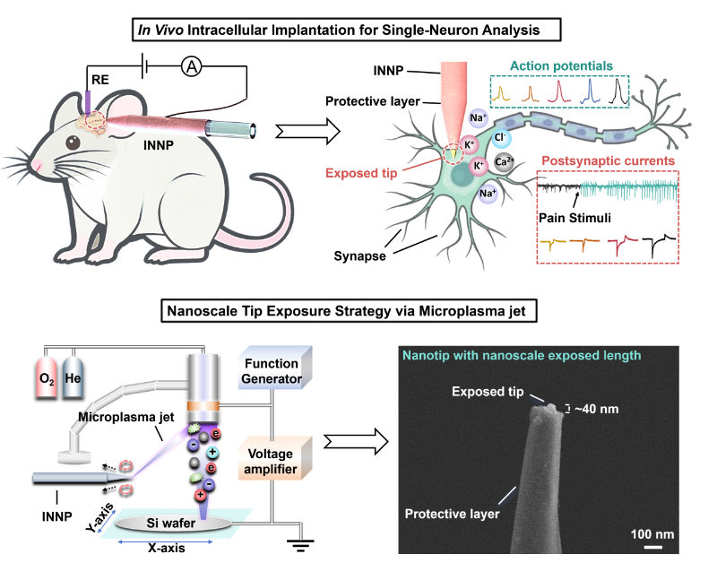 Original INNP figure combining in vivo intracellular recording schematic, fabrication apparatus and an electron micrograph of the nanoscale exposed tip.
