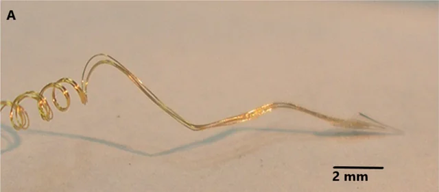 Microscope photograph of fine coiled gold electrode wires entering a small glass cone at the tip of a neurotrophic electrode.