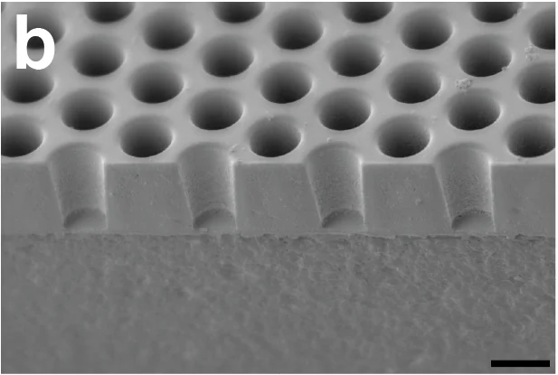 Electron micrograph of the Science biohybrid scaffold showing circular microwell interiors and a sectioned wall at 45 degrees, with a 10 micrometre scale.