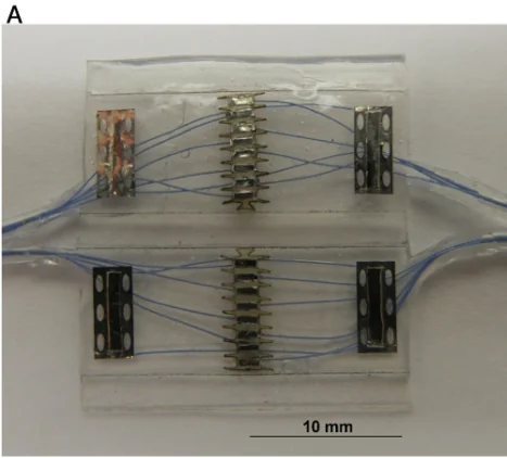 Fabricated 16-contact FINE cuff unfolded to expose its central recording contacts and outer references, with a 10 mm scale bar.