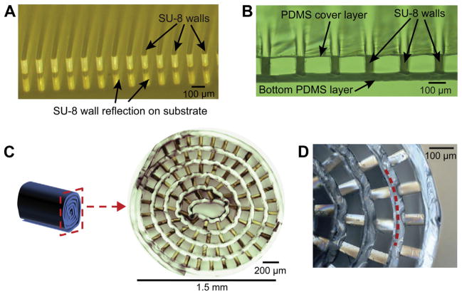 Complete Figure 3 showing open and covered microchannels, the rolled scaffold cross-section, and a close-up of neighboring channel layers with original scales.
