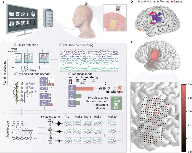 Complete Science Advances source figure of the NeuroXess speech BCI with a 256-channel cortical array, system diagram, electrode locations and signal processing.